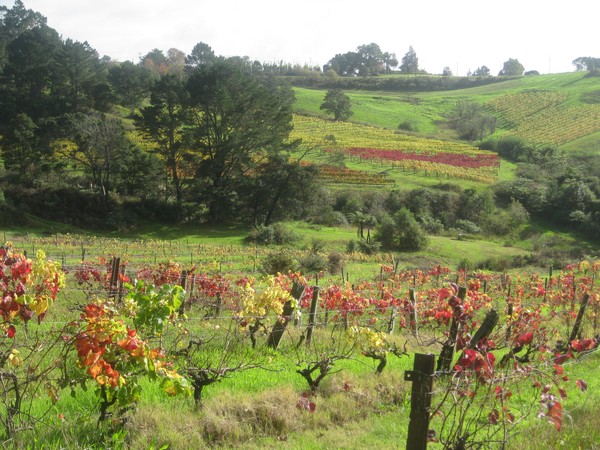 Vineyard View